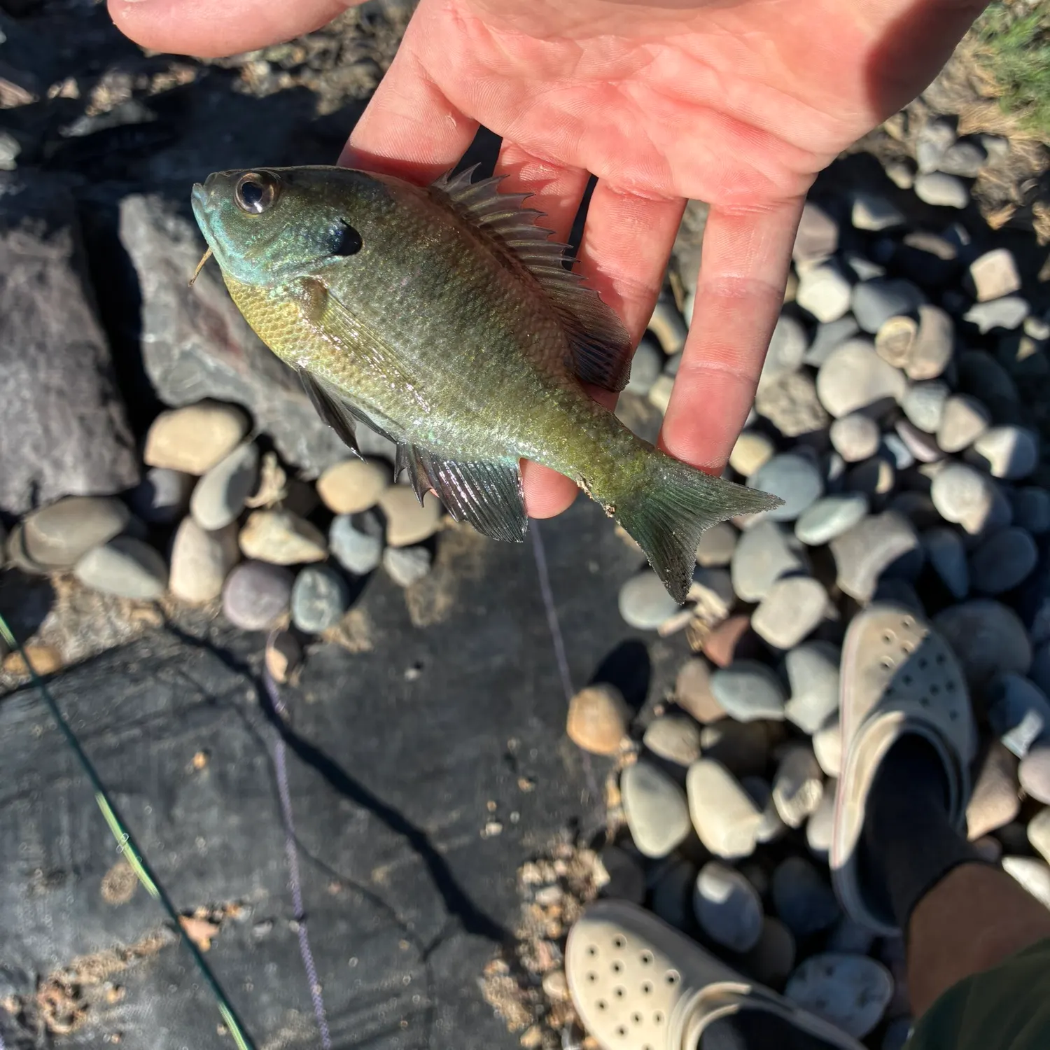 Bluegill caught on Fishbrain
