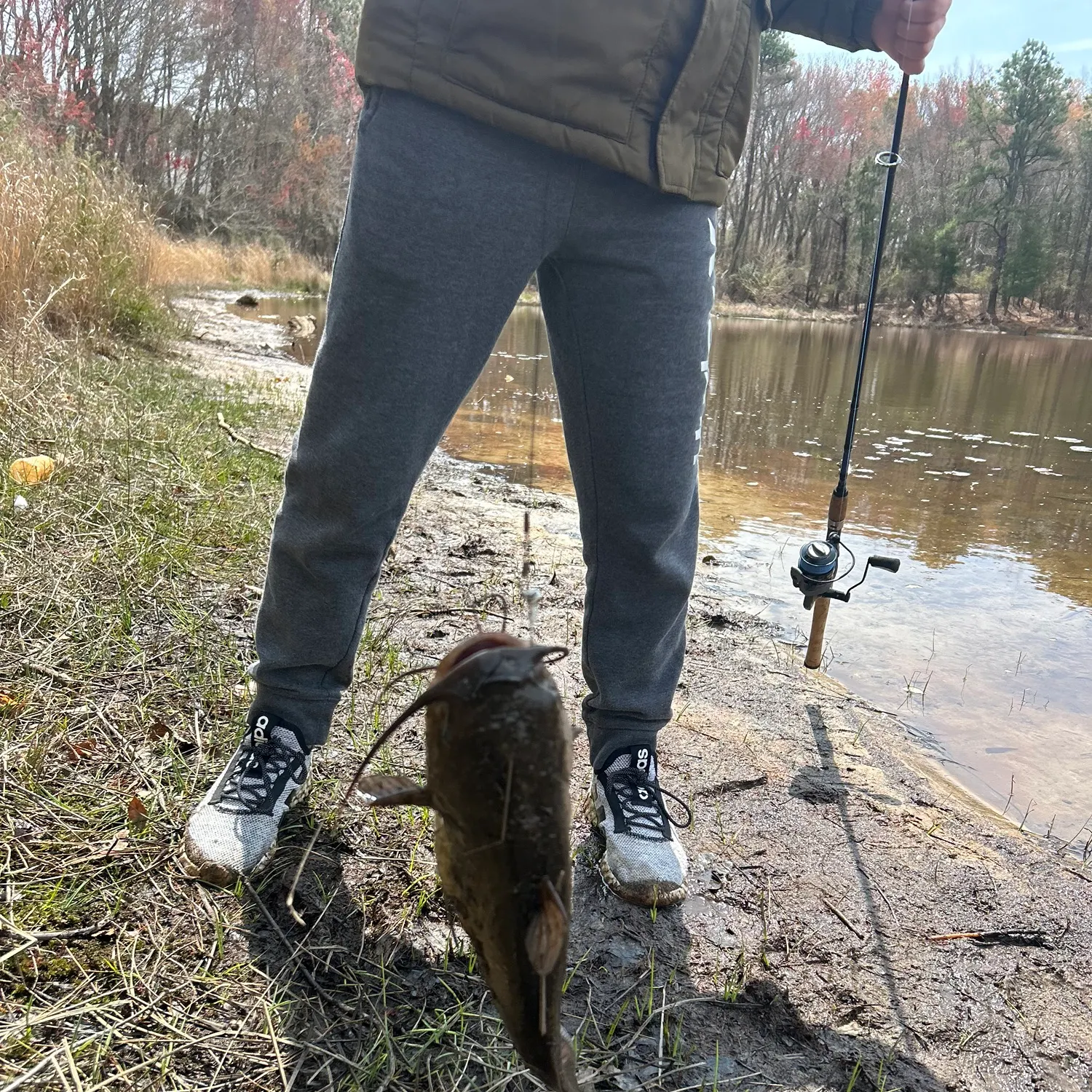 Yellow bullhead caught on Fishbrain