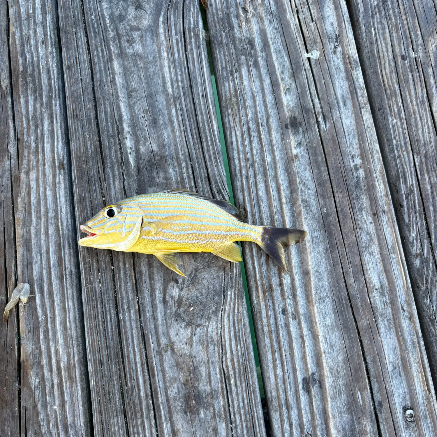 The most recent Bluestriped grunt catches on Fishbrain