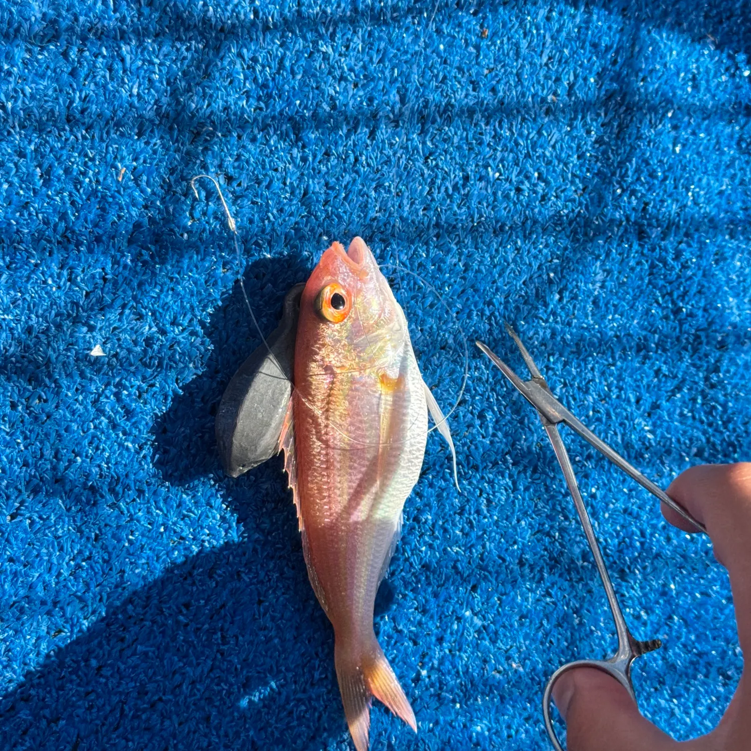 The most recent Yellowbelly threadfin bream catches on Fishbrain
