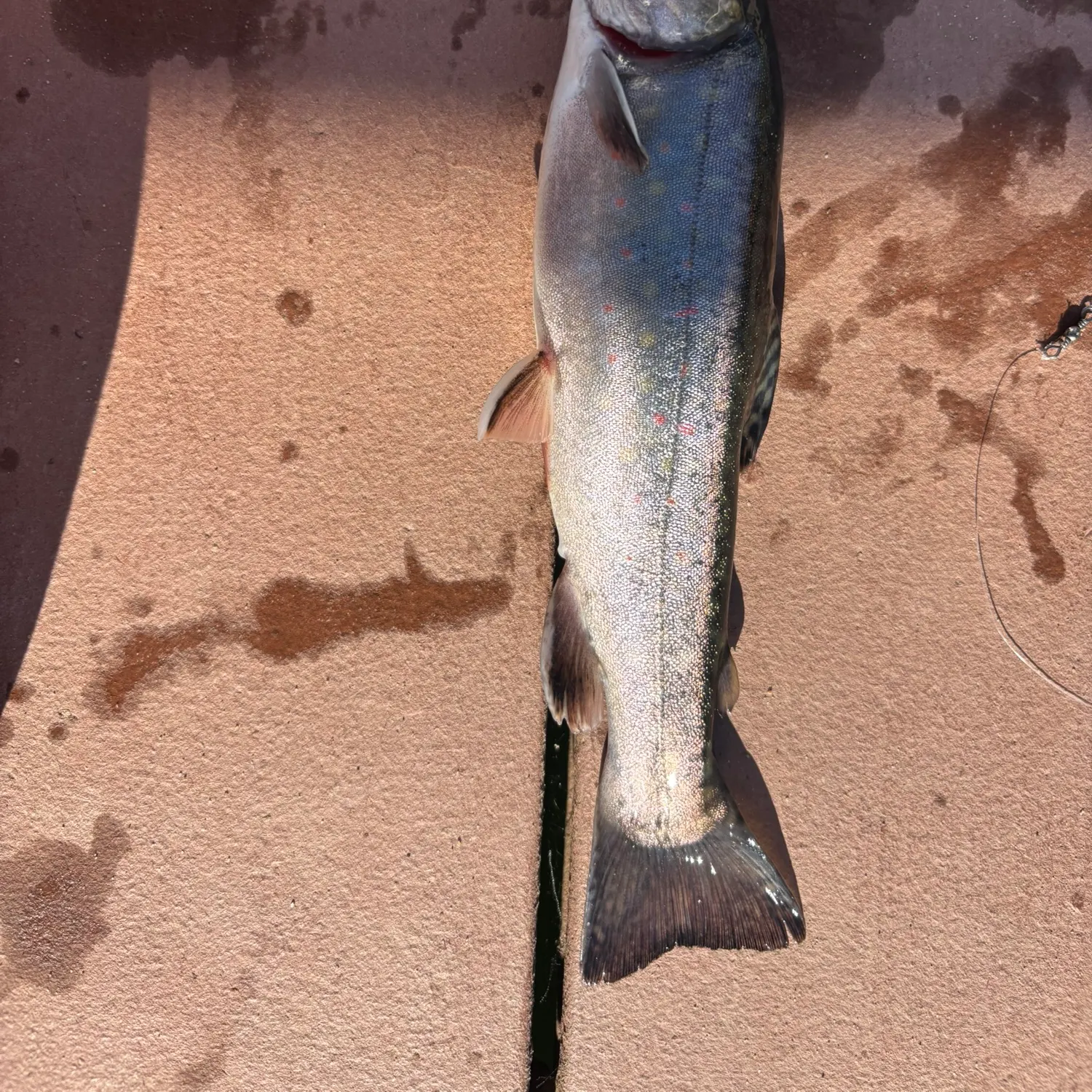 Brook trout caught on Fishbrain