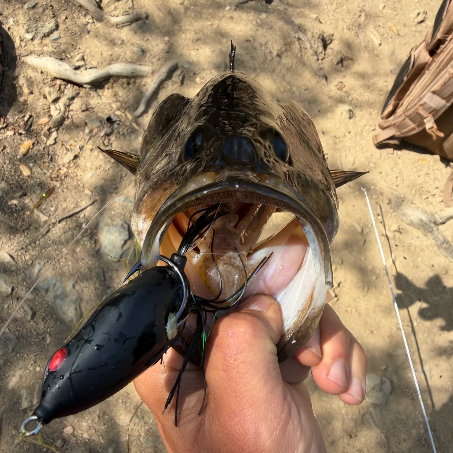 Largemouth bass caught on Fishbrain