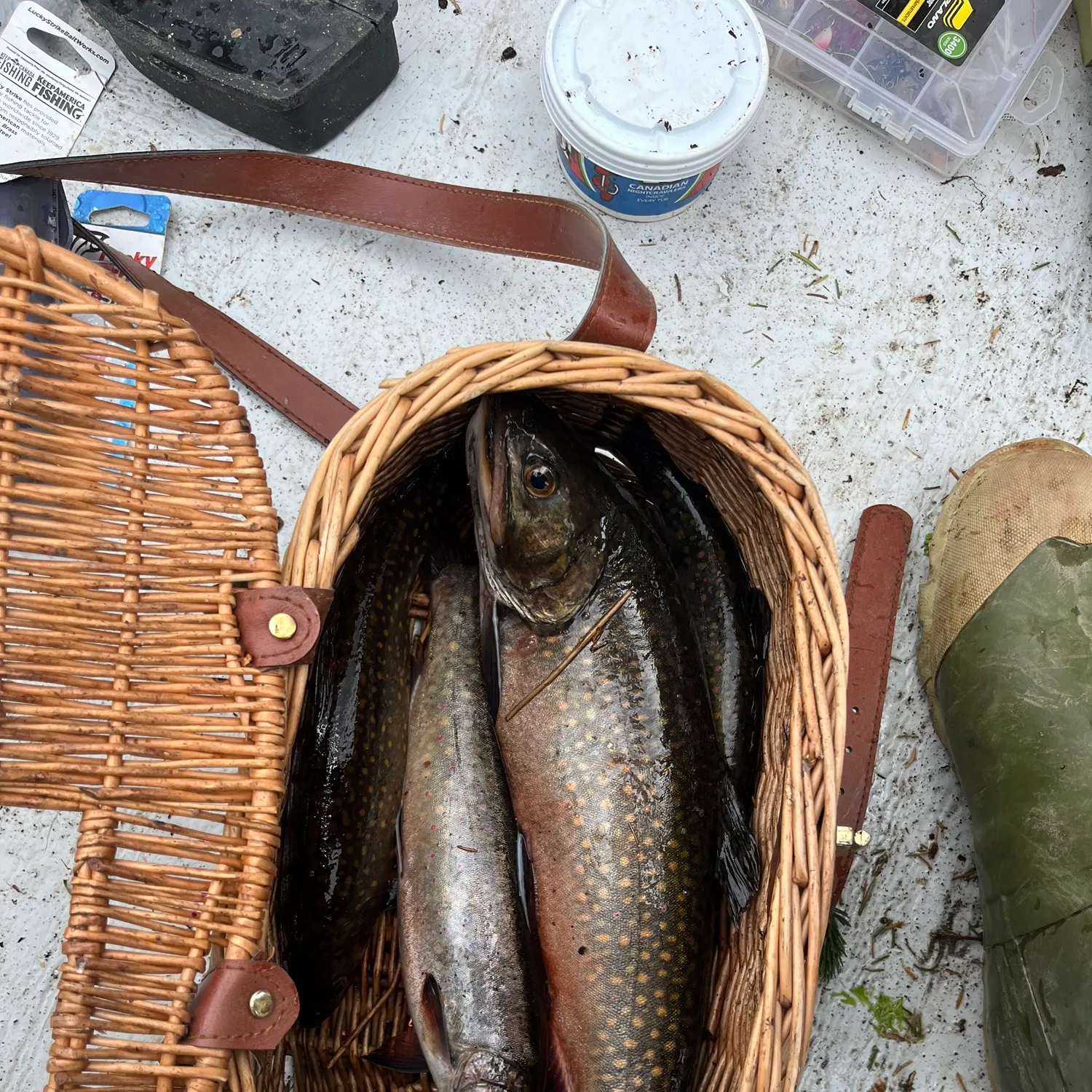 recently logged catches