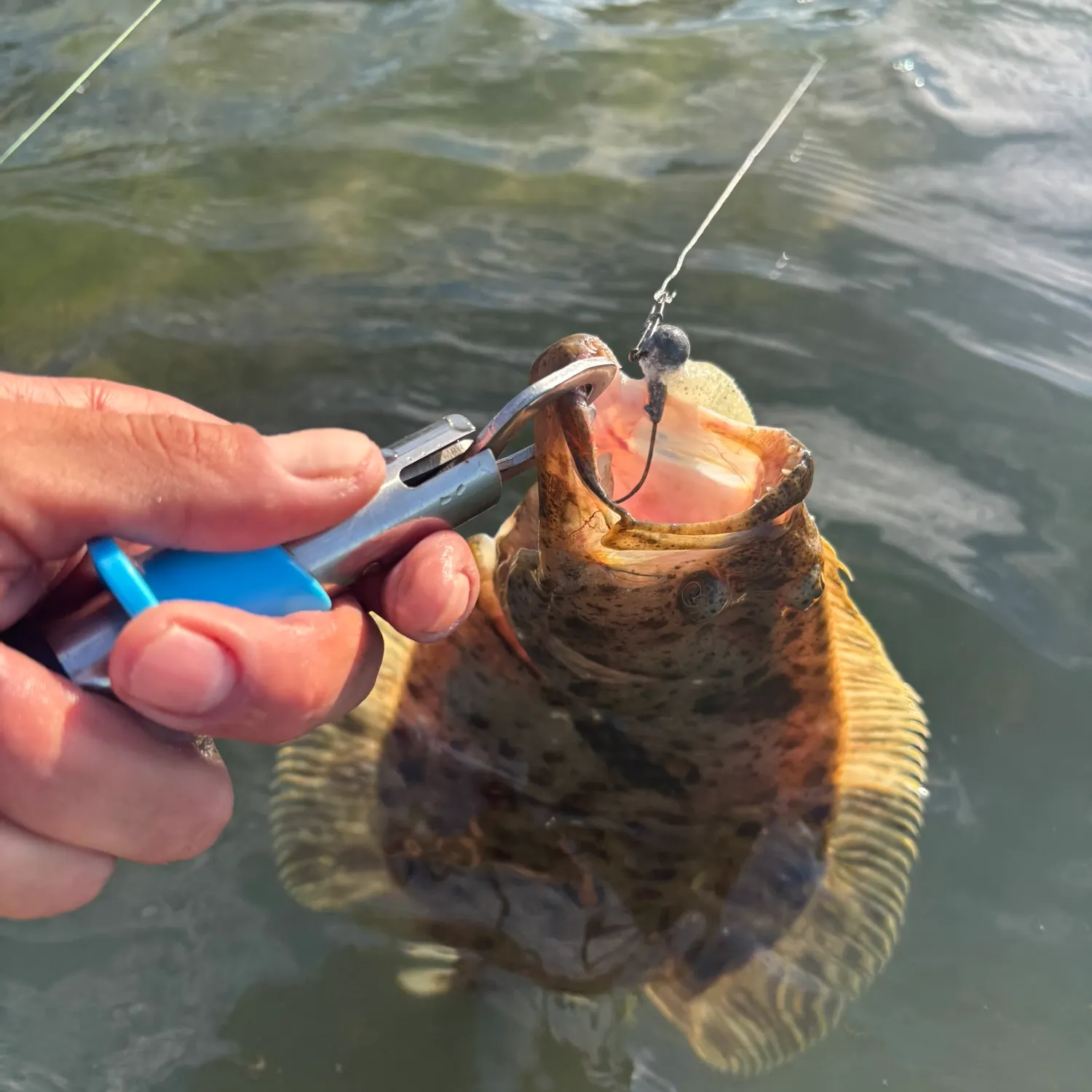The most recent California halibut catches on Fishbrain