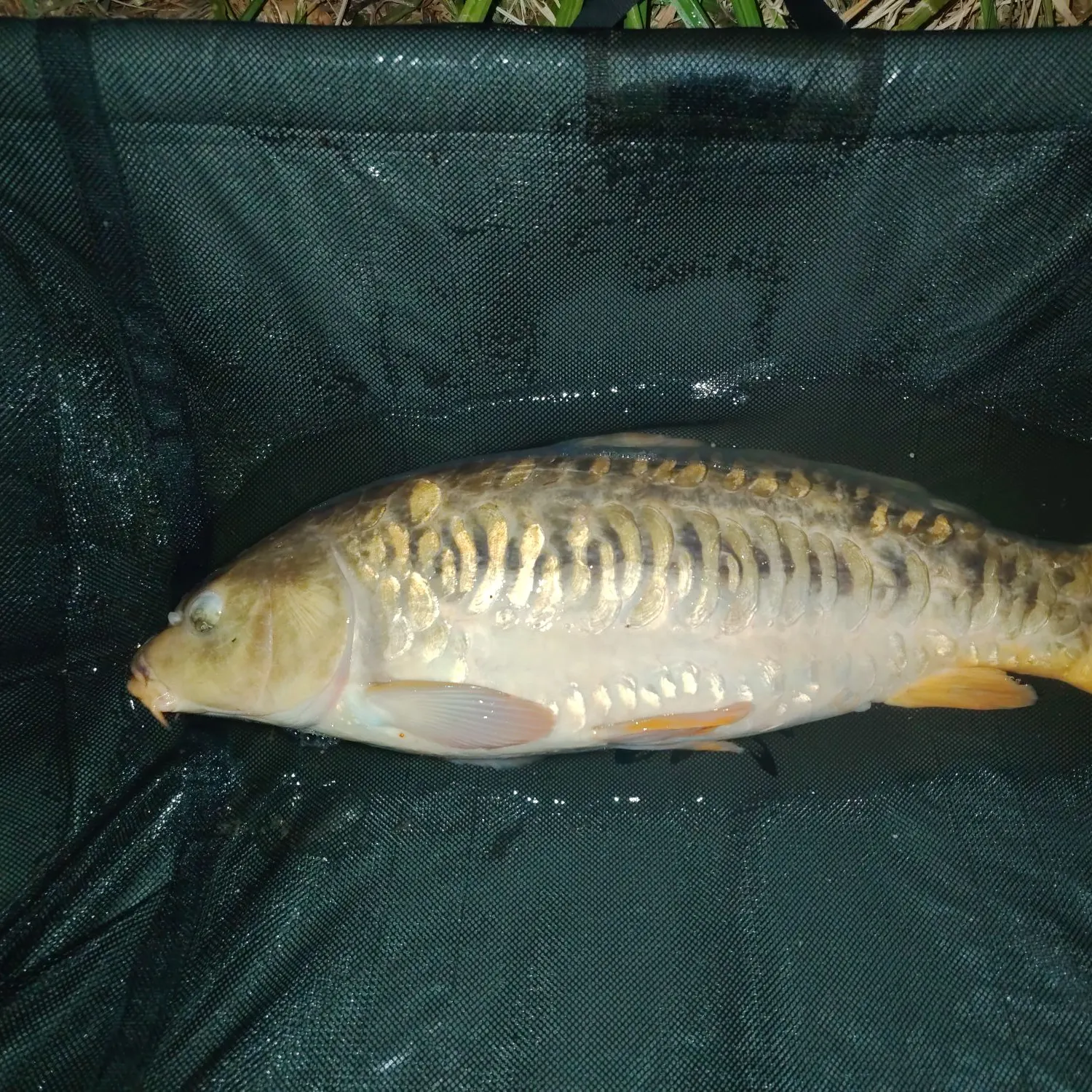 Mirror carp caught on Fishbrain