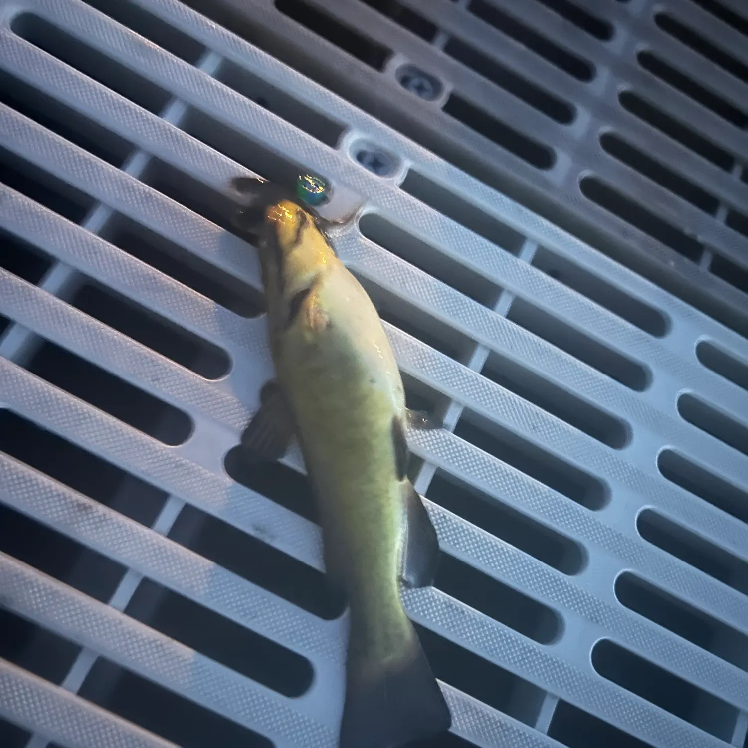 Yellow bullhead caught on Fishbrain