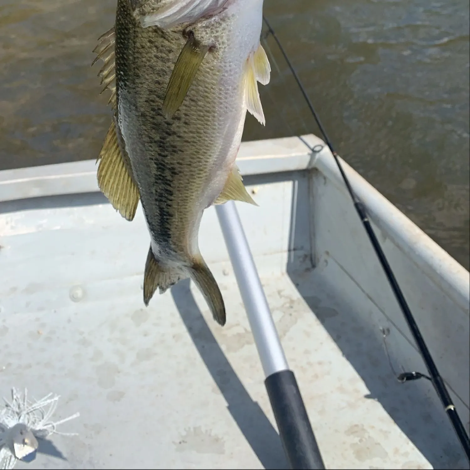 angler catch