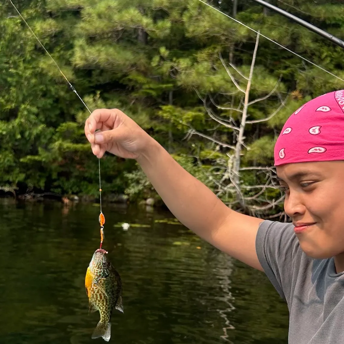Pumpkinseed caught on Fishbrain