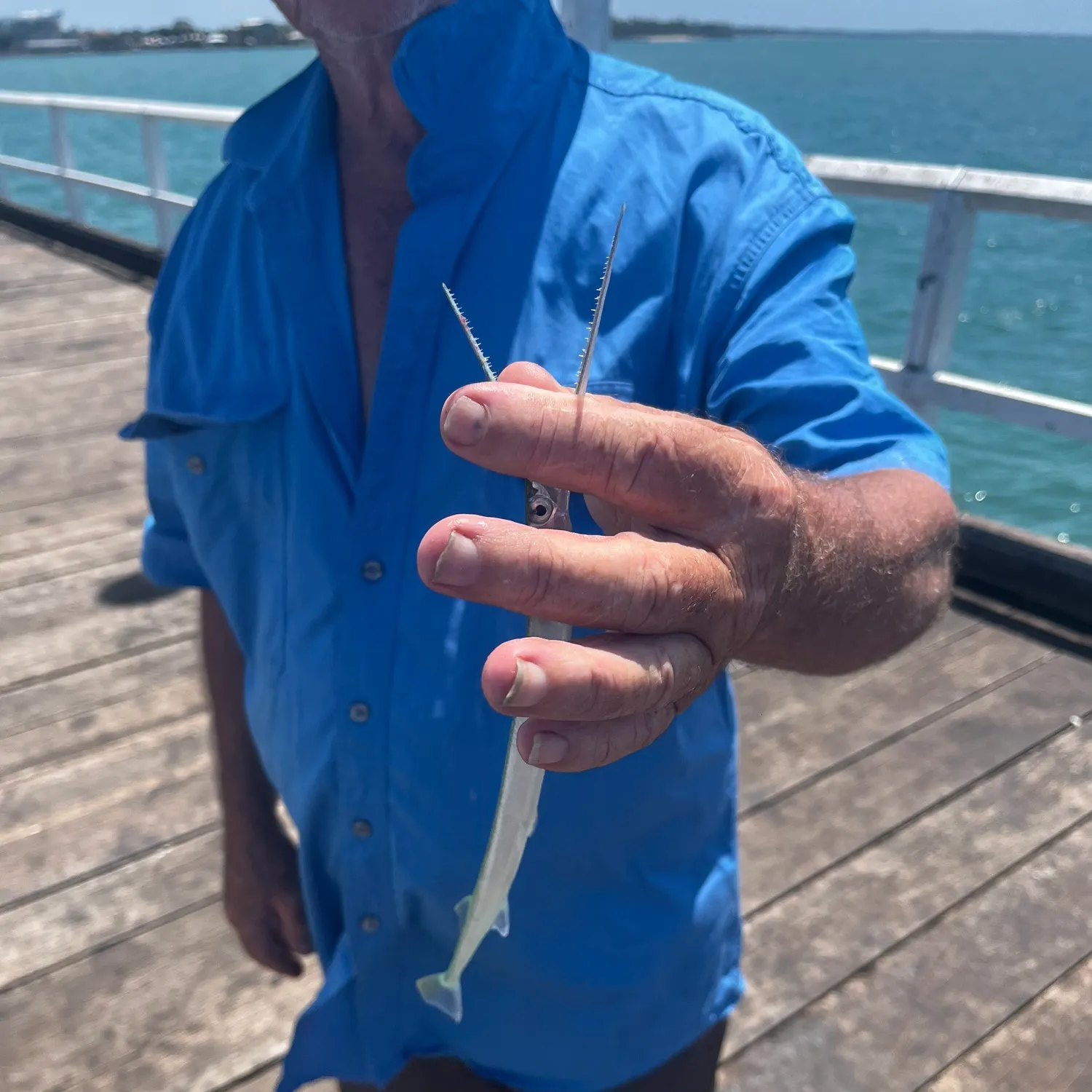 The most recent Southern garfish catches on Fishbrain