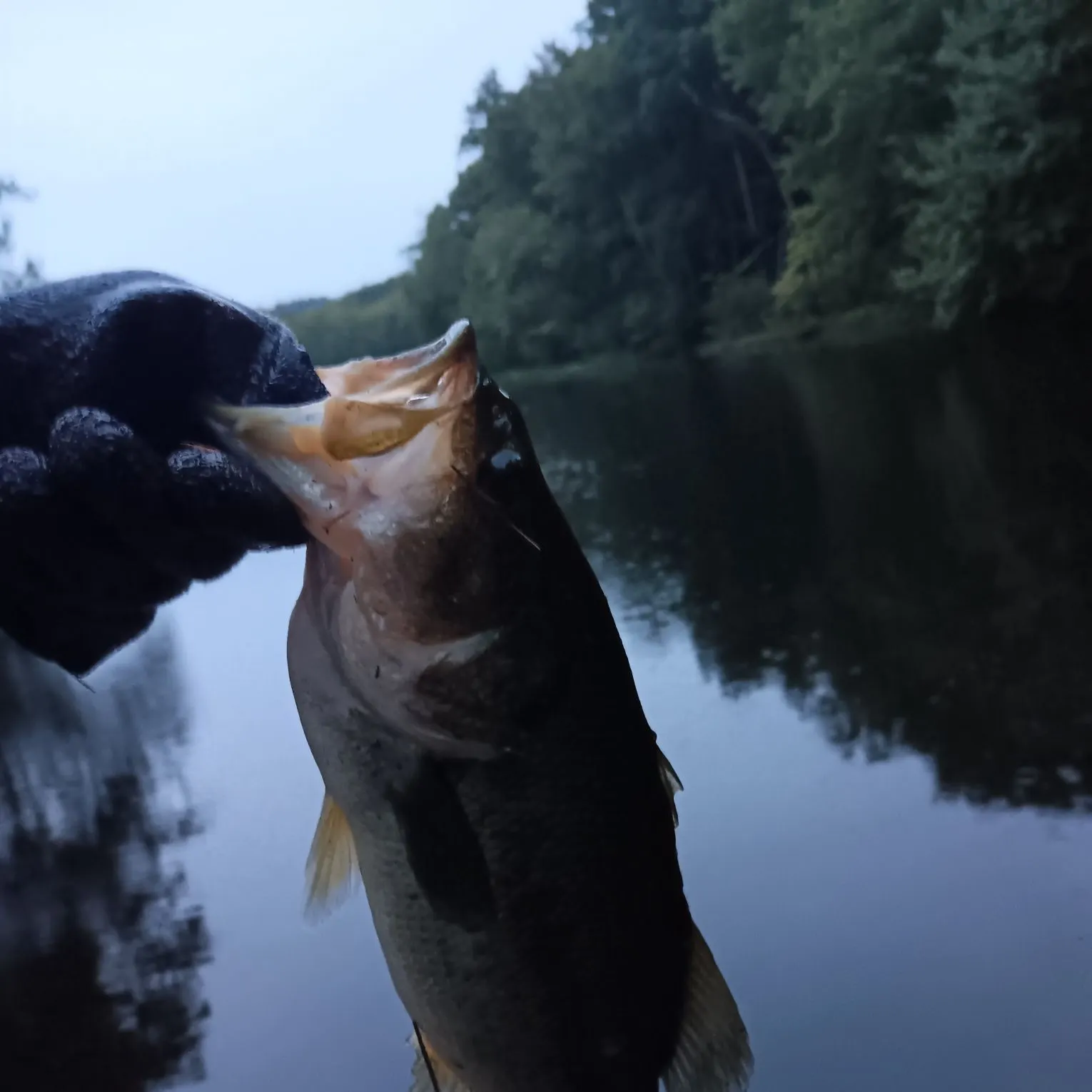 Largemouth bass caught on Fishbrain
