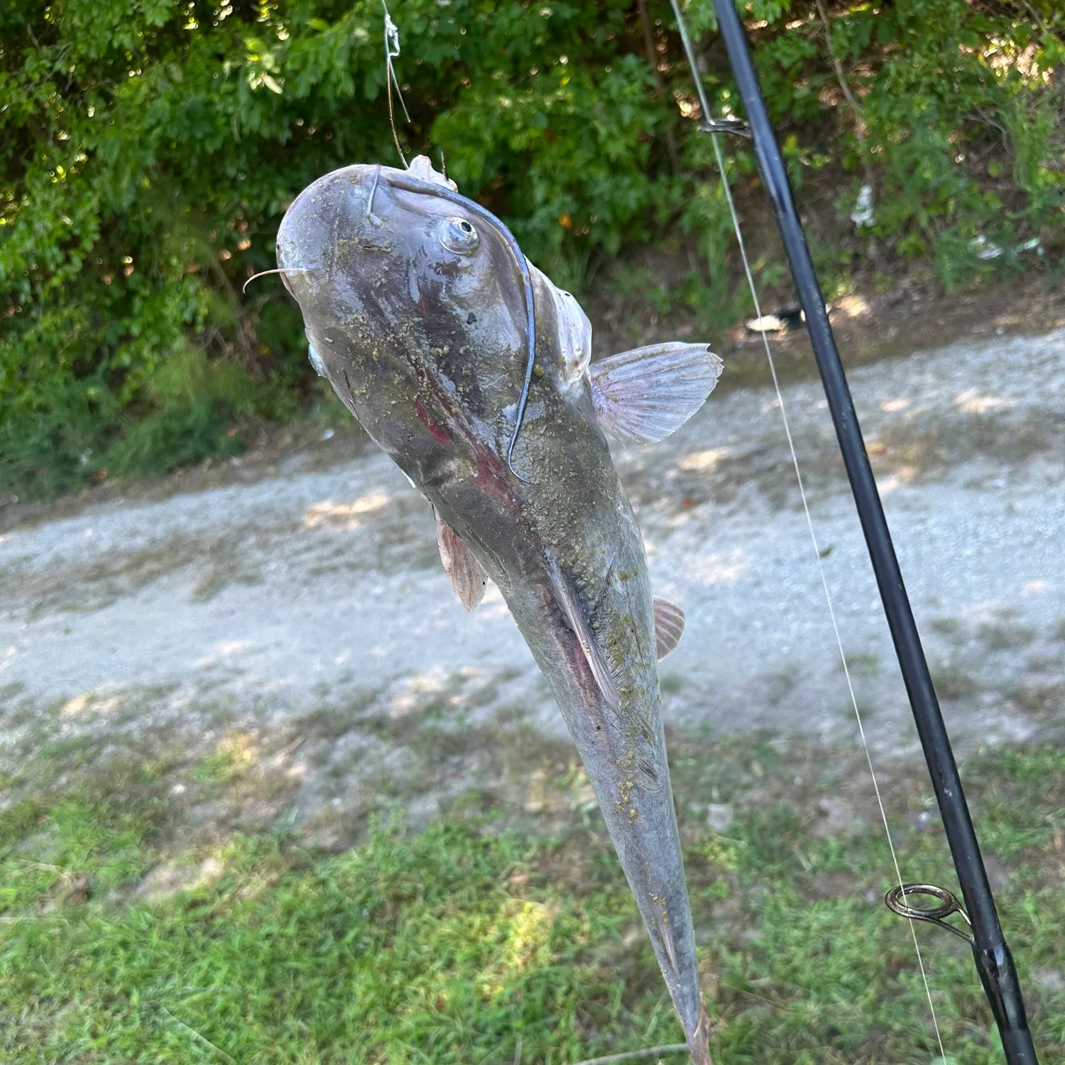 Channel catfish caught on Fishbrain