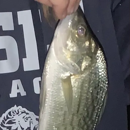 Yellow bass caught on Fishbrain