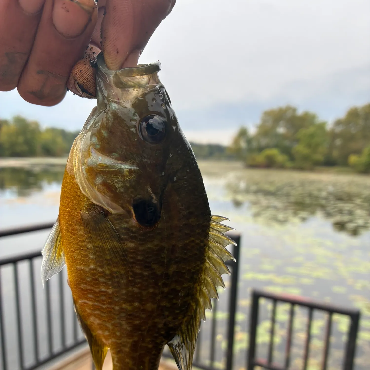 Greengill hybrid caught on Fishbrain