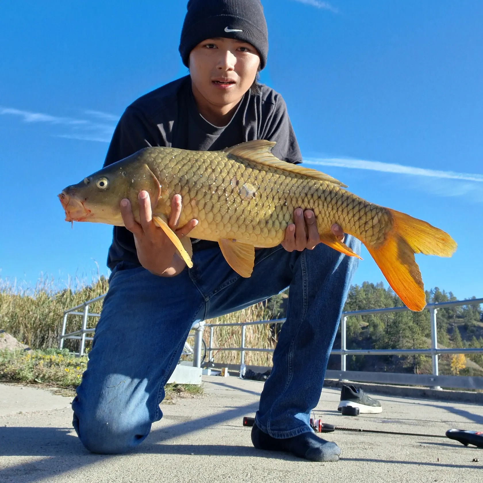 Common carp caught on Fishbrain