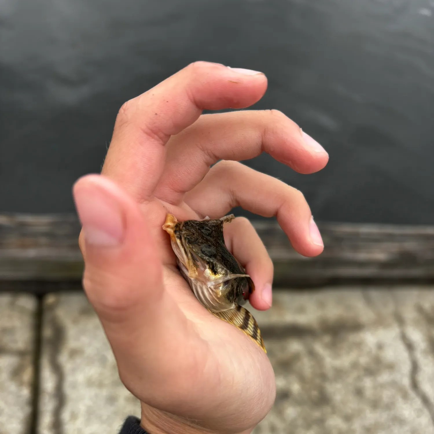 The most recent Longspined bullhead catches on Fishbrain