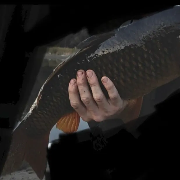 Common carp caught on Fishbrain