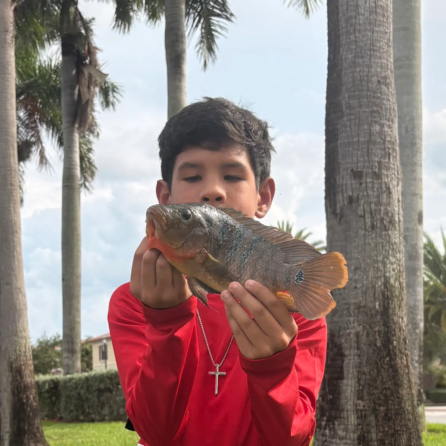 The most recent Mayan cichlid catches on Fishbrain