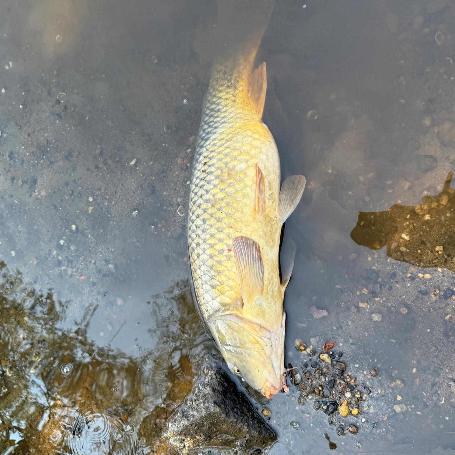 Common carp caught on Fishbrain