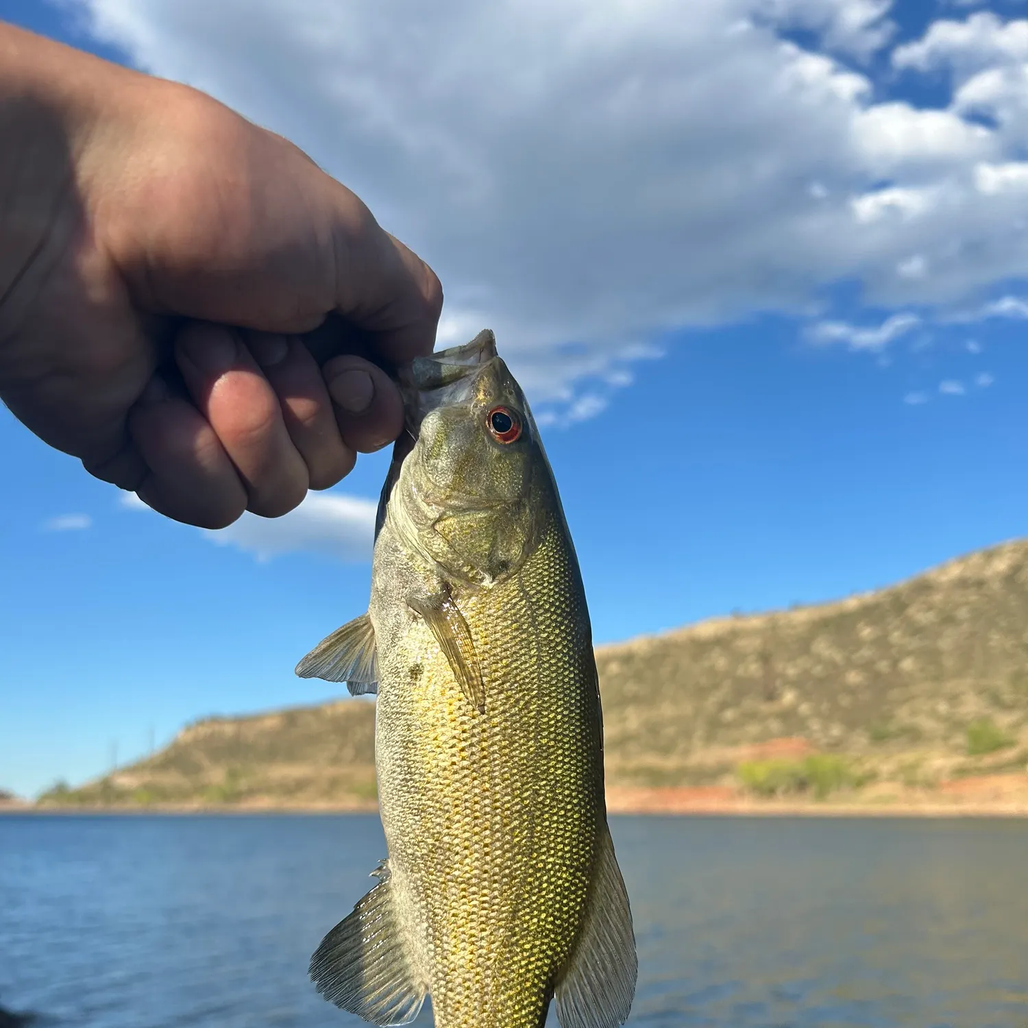 Smallmouth bass caught on Fishbrain