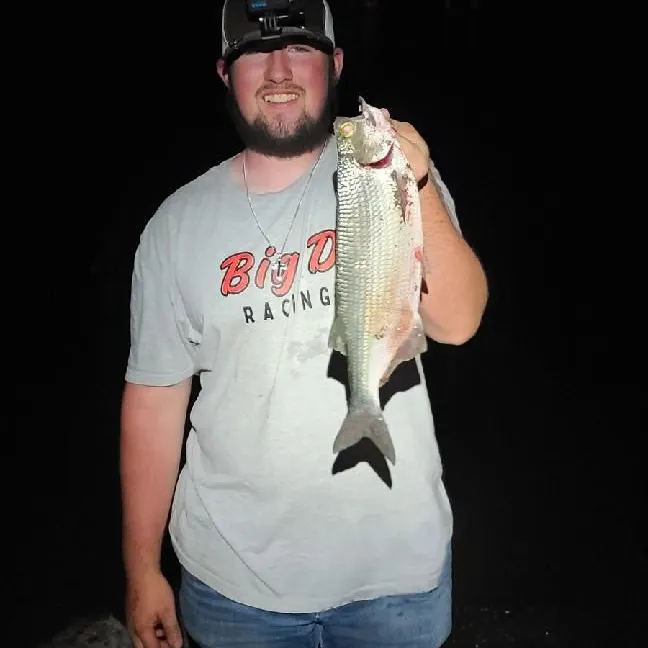 The most recent Skipjack herring catches on Fishbrain