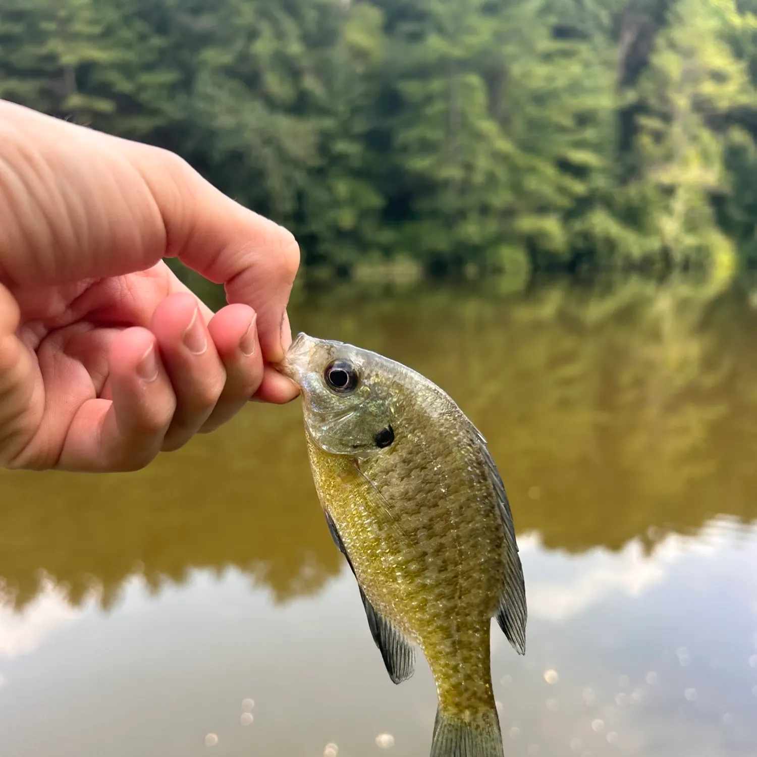 Bluegill caught on Fishbrain