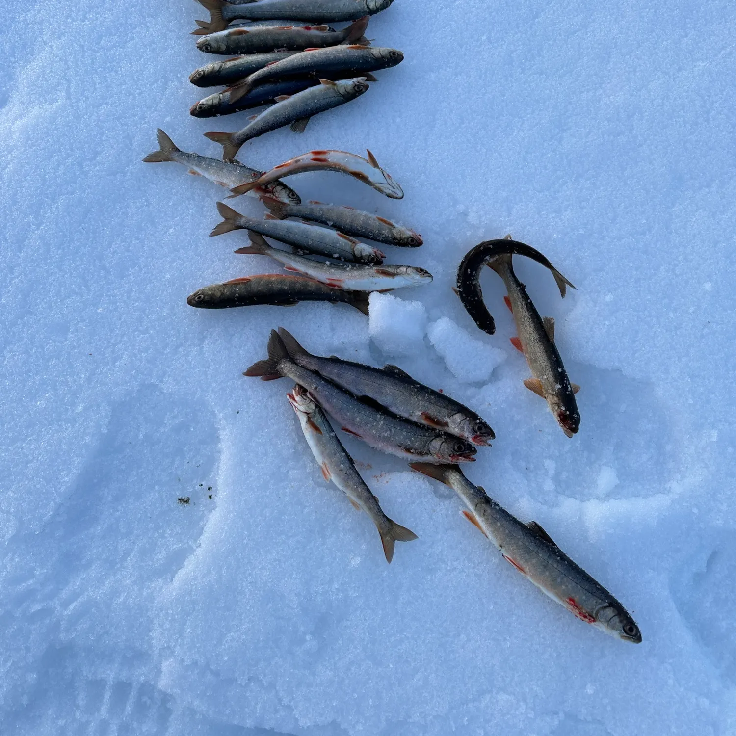 recently logged catches