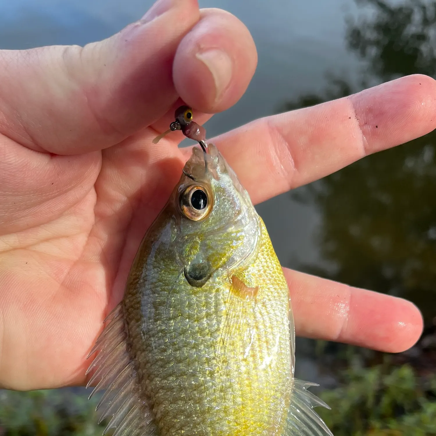 Bluegill caught on Fishbrain