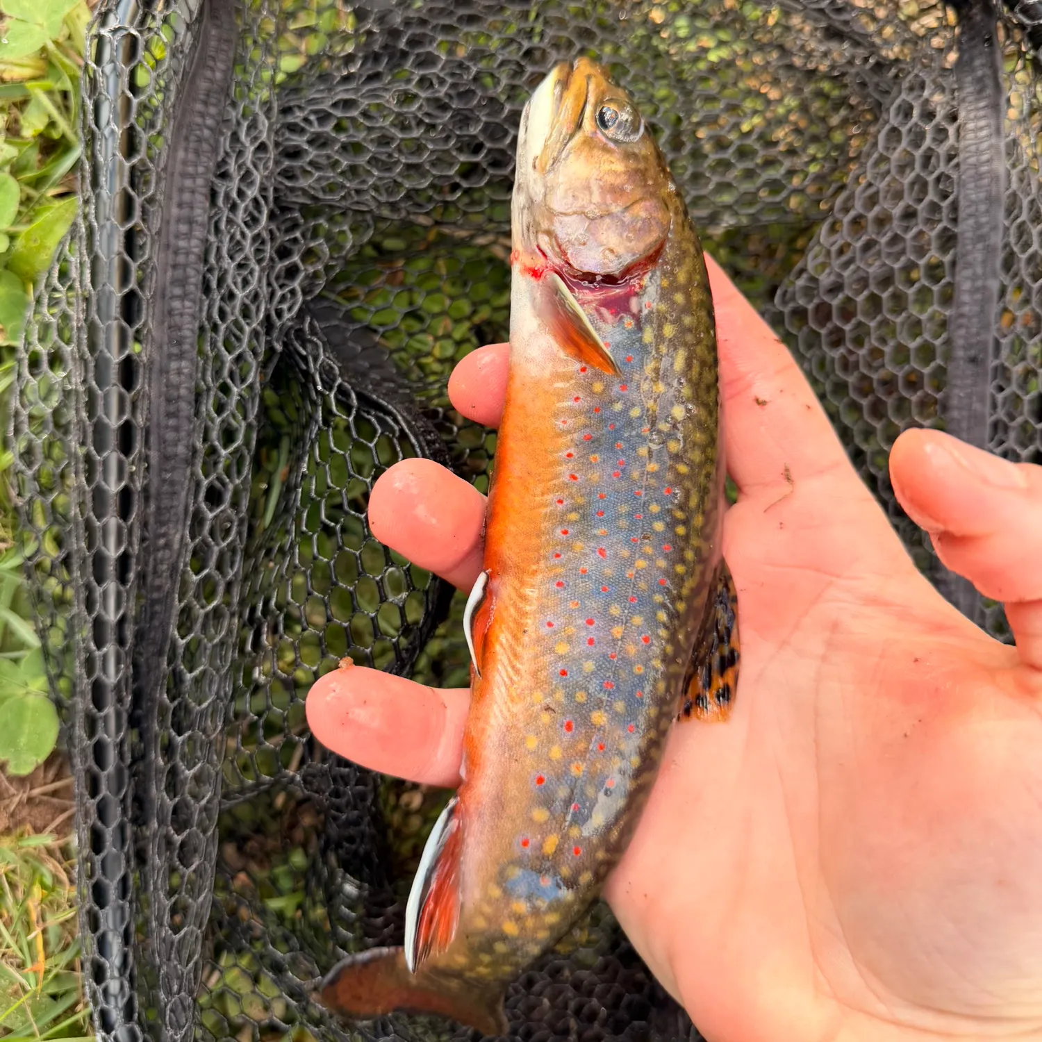 Brook trout caught on Fishbrain