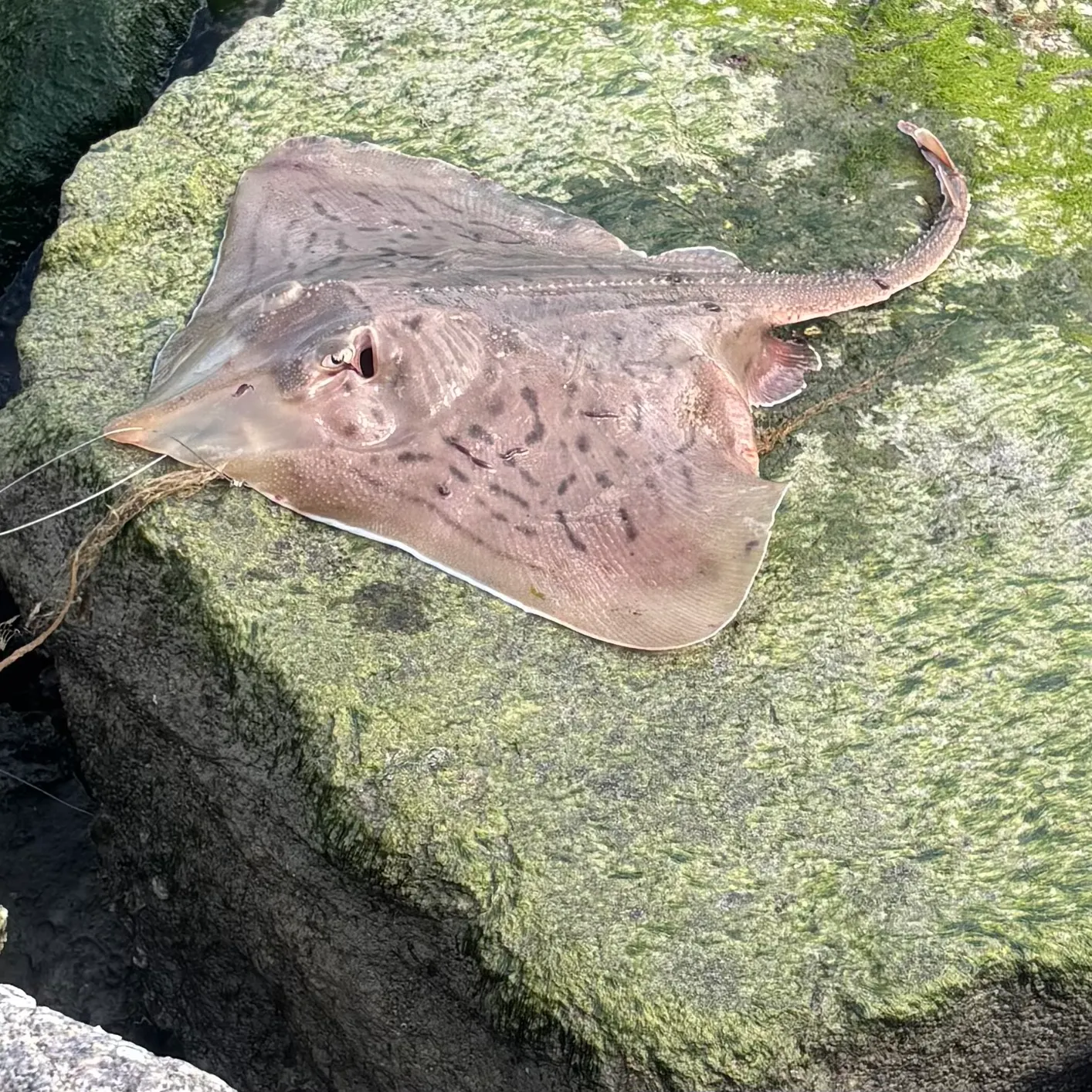 The most recent Clearnose skate catches on Fishbrain