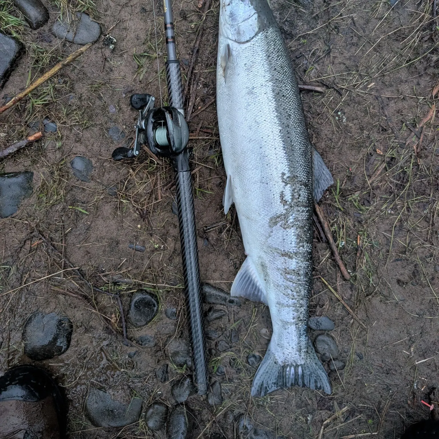 The most recent Steelhead catches on Fishbrain