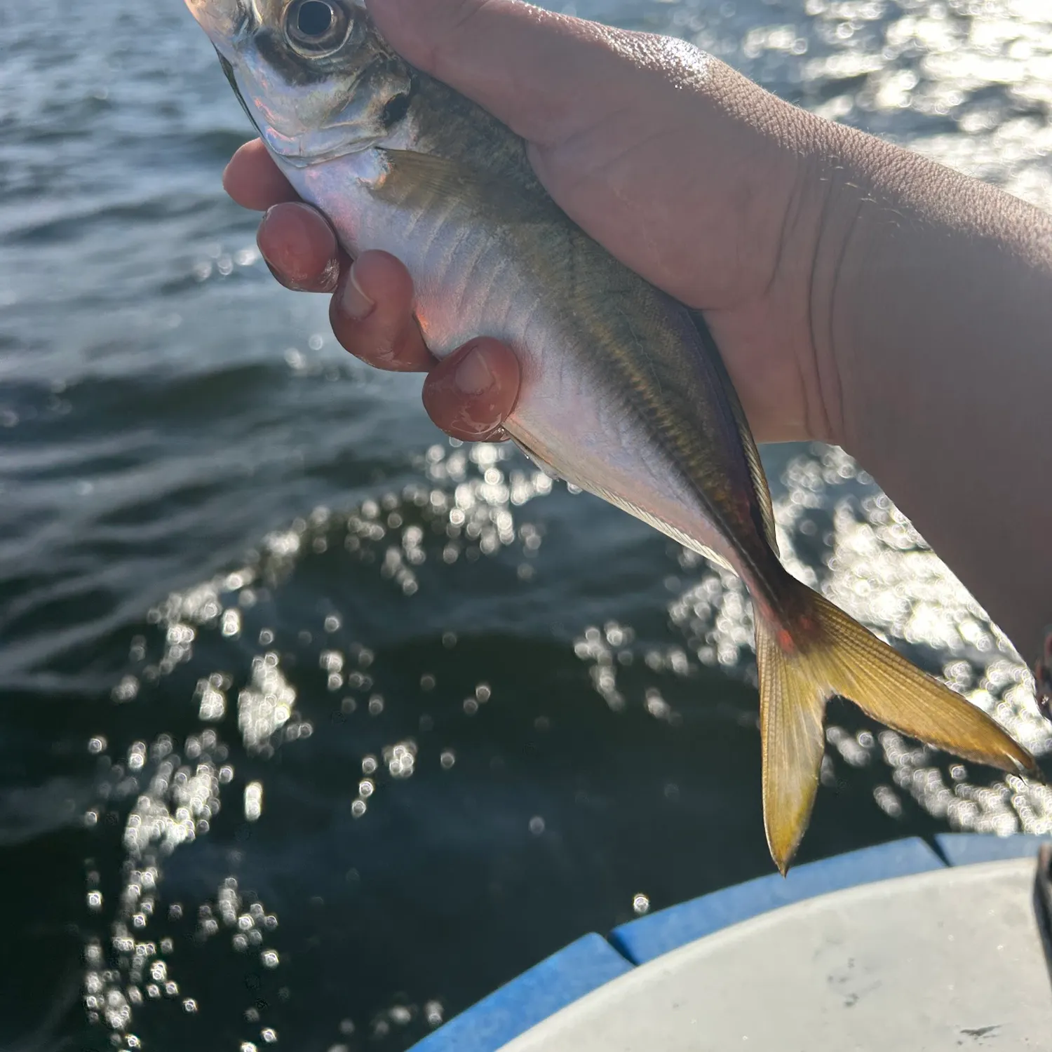 The most recent Yellowtail horse mackerel catches on Fishbrain