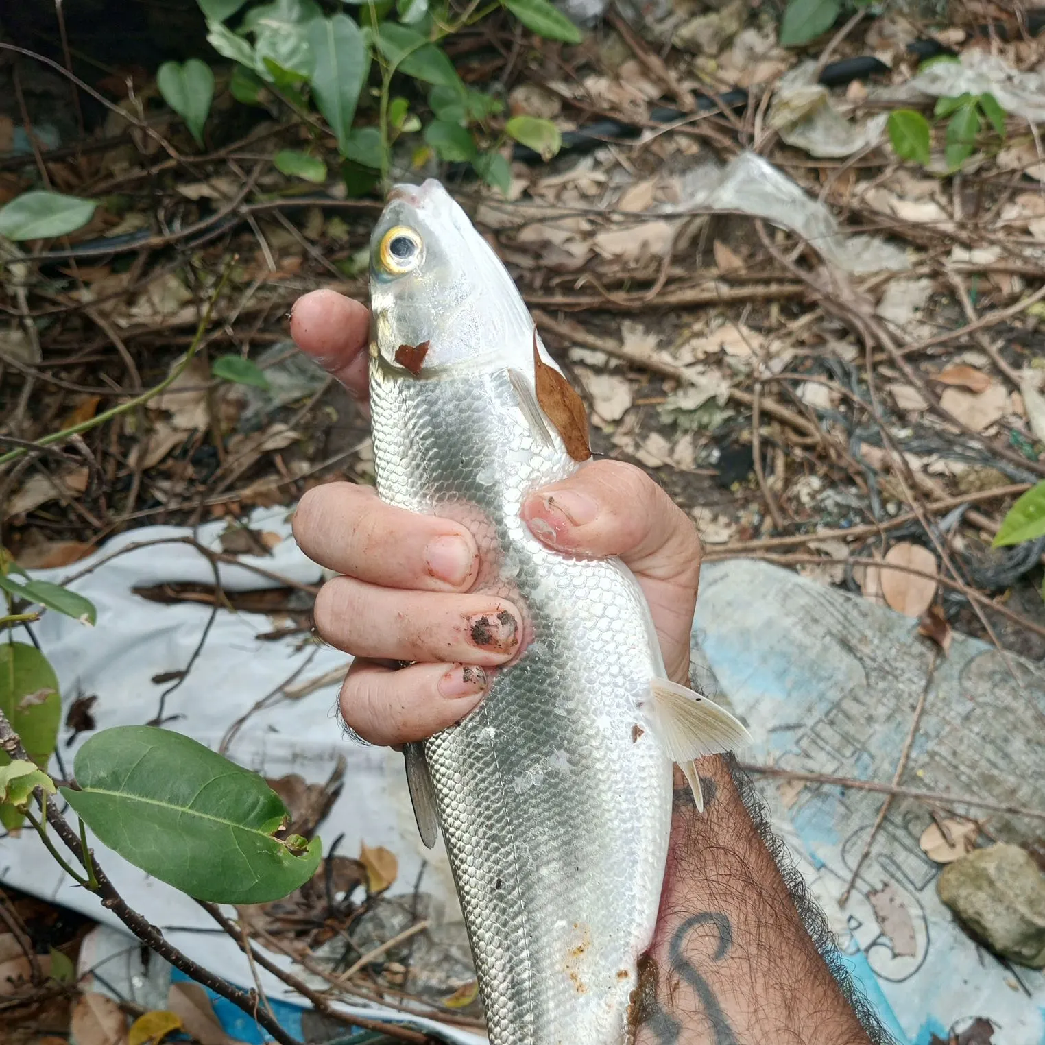 The most recent Milkfish catches on Fishbrain