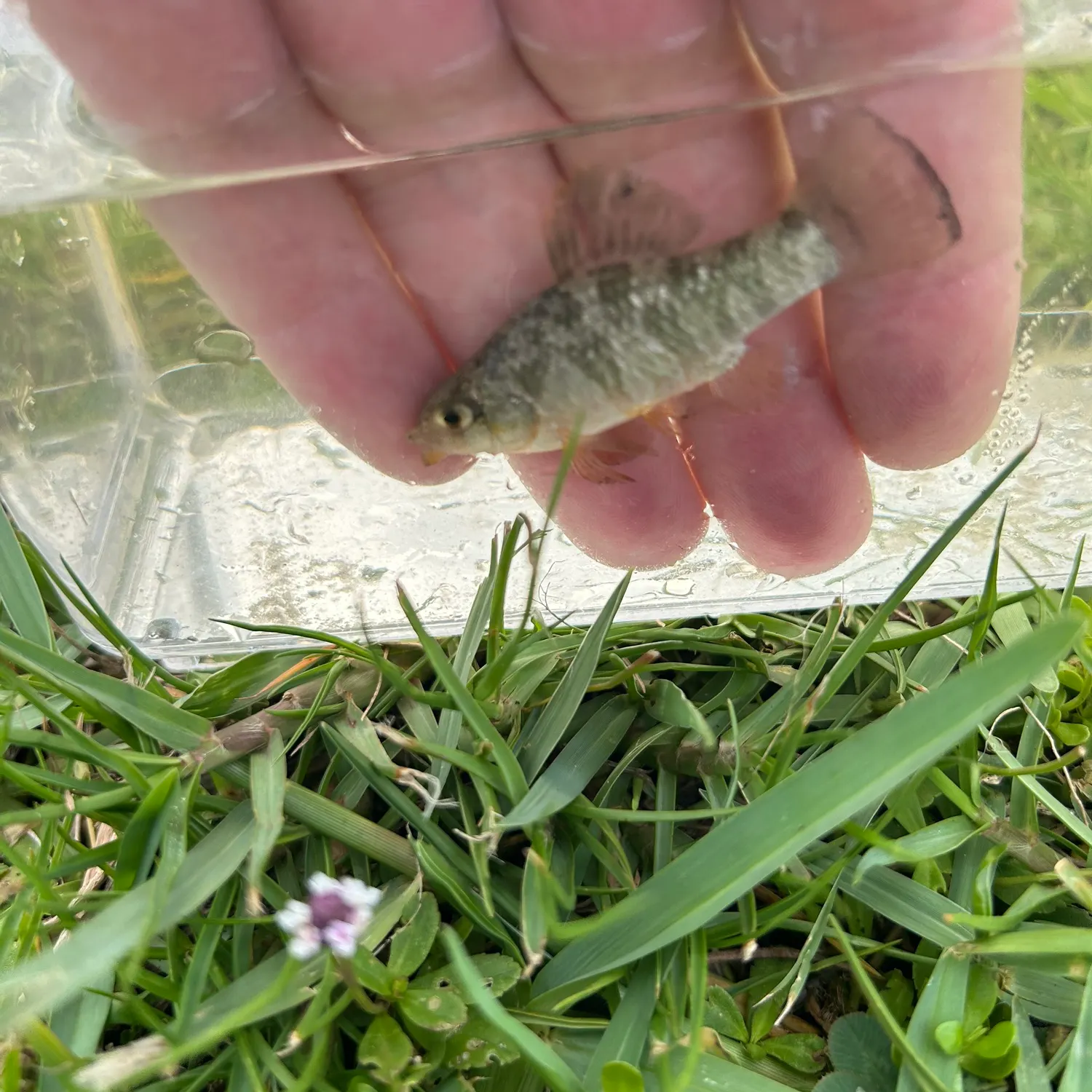 The most recent Sheepshead minnow catches on Fishbrain