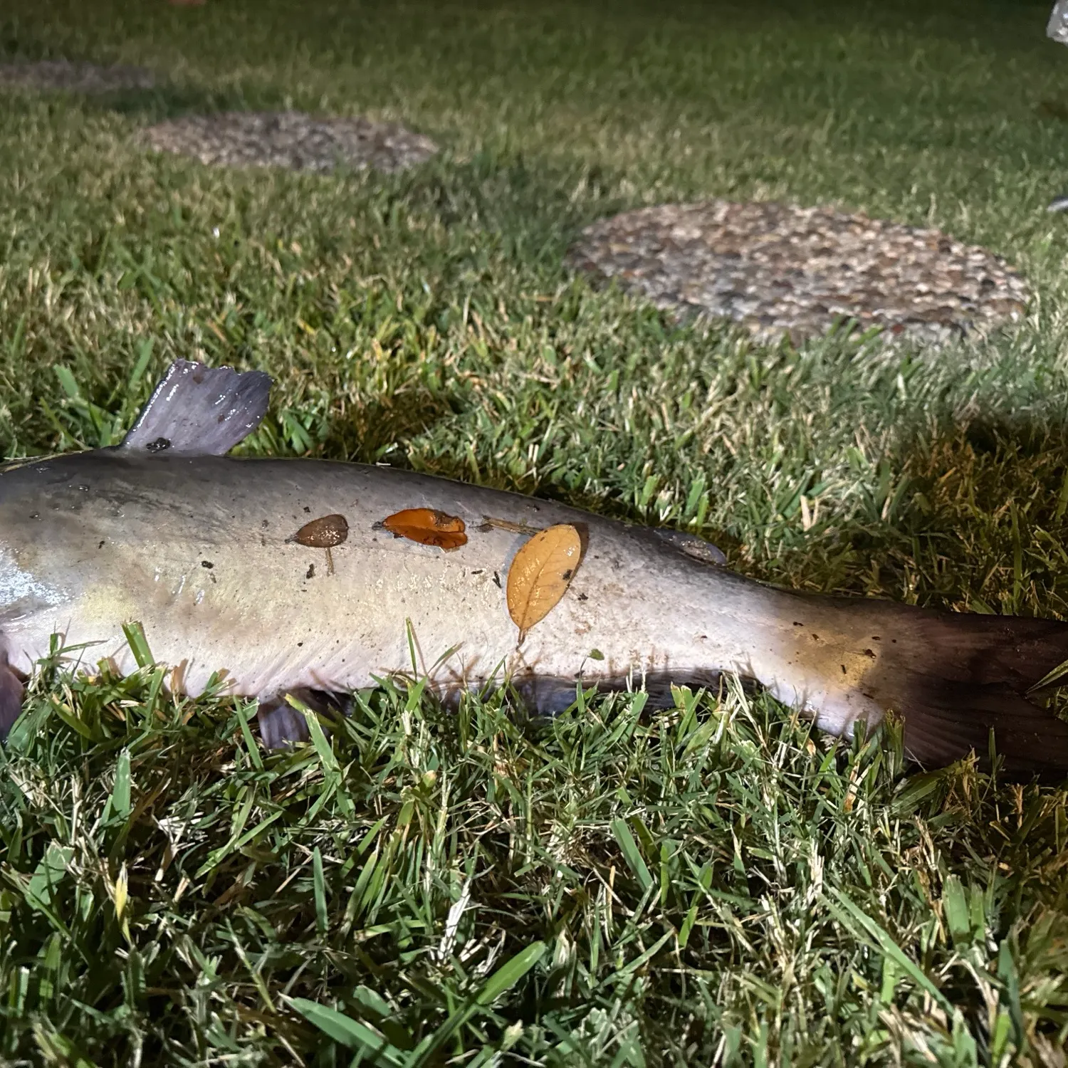 Blue catfish caught on Fishbrain