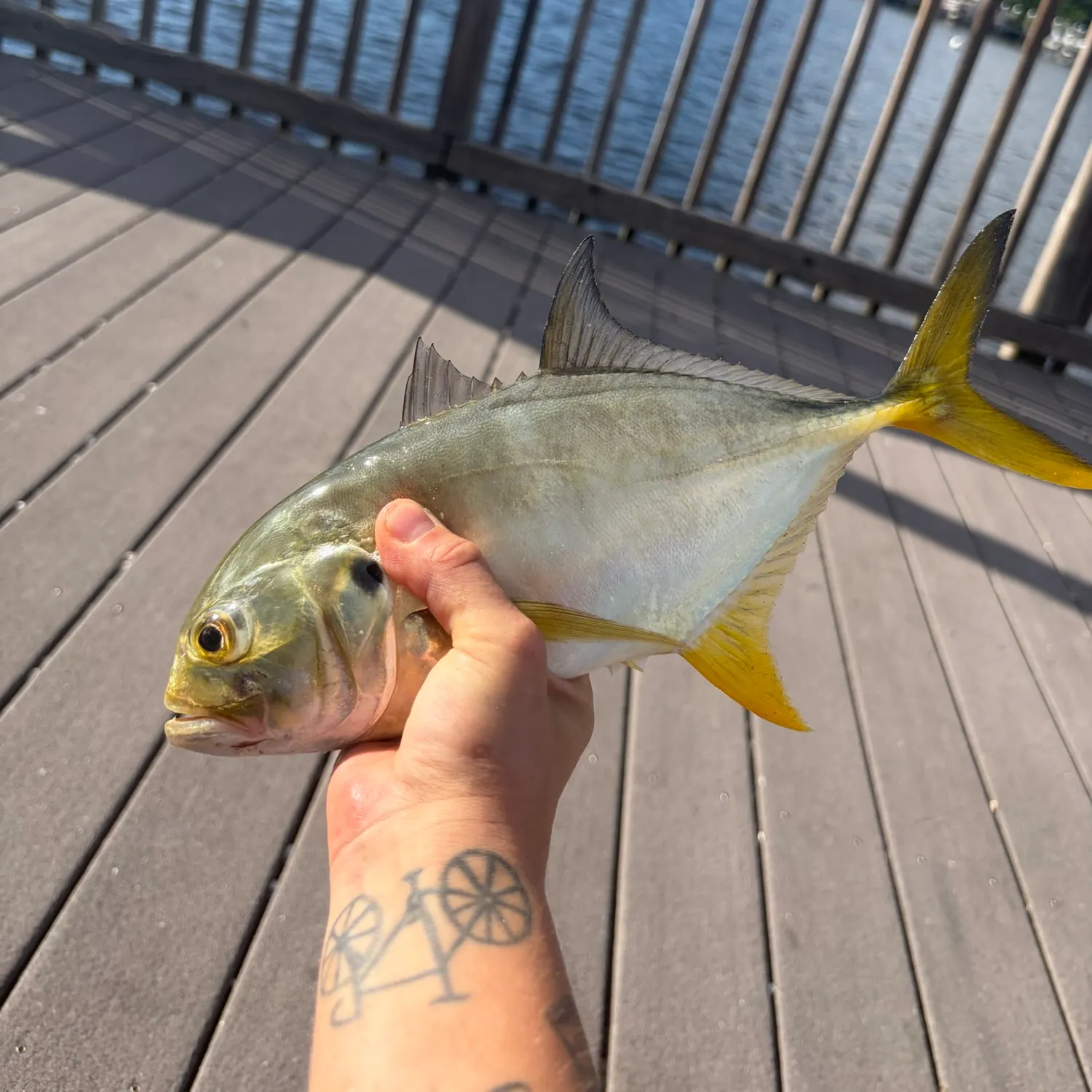 Crevalle jack caught on Fishbrain