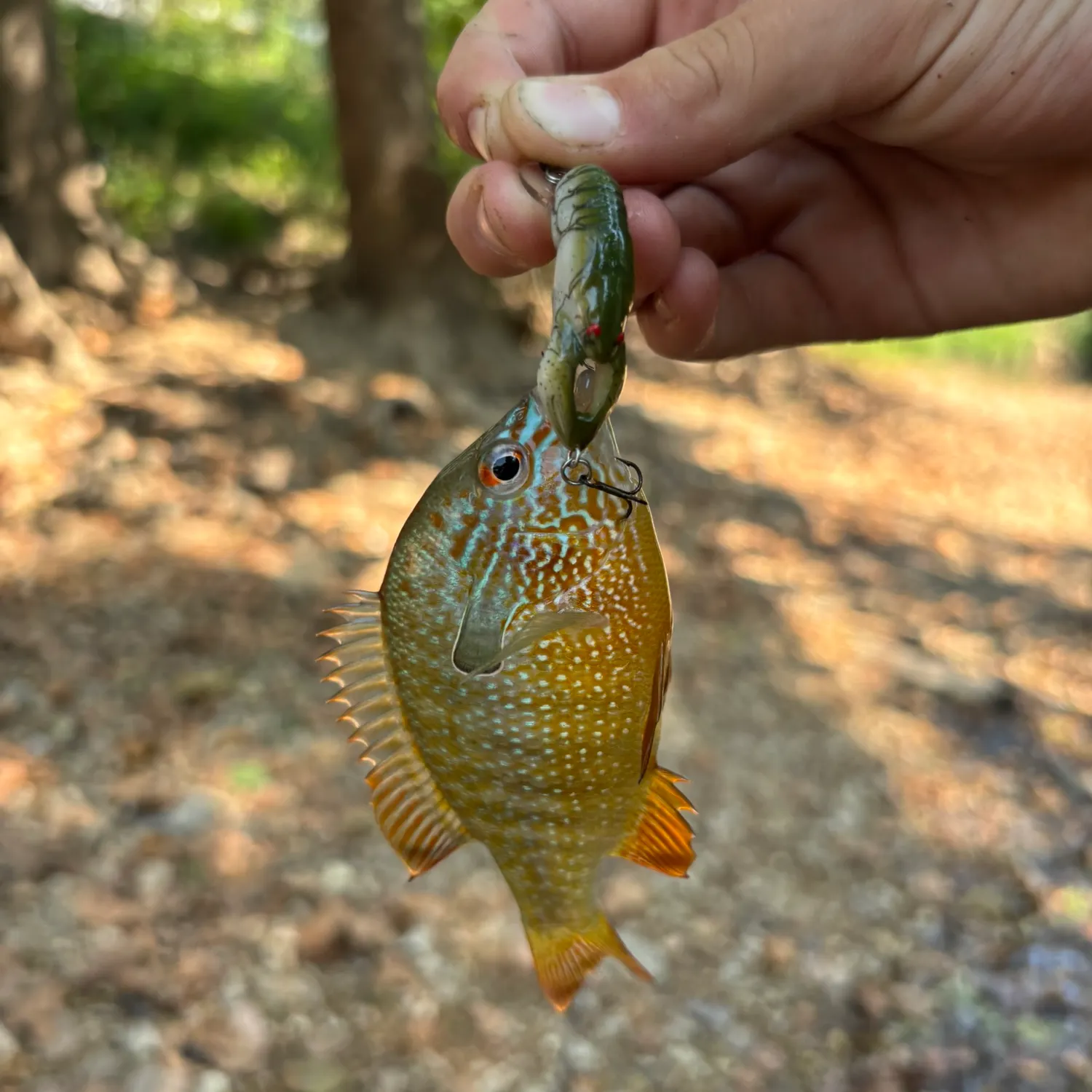 Longear sunfish caught on Fishbrain