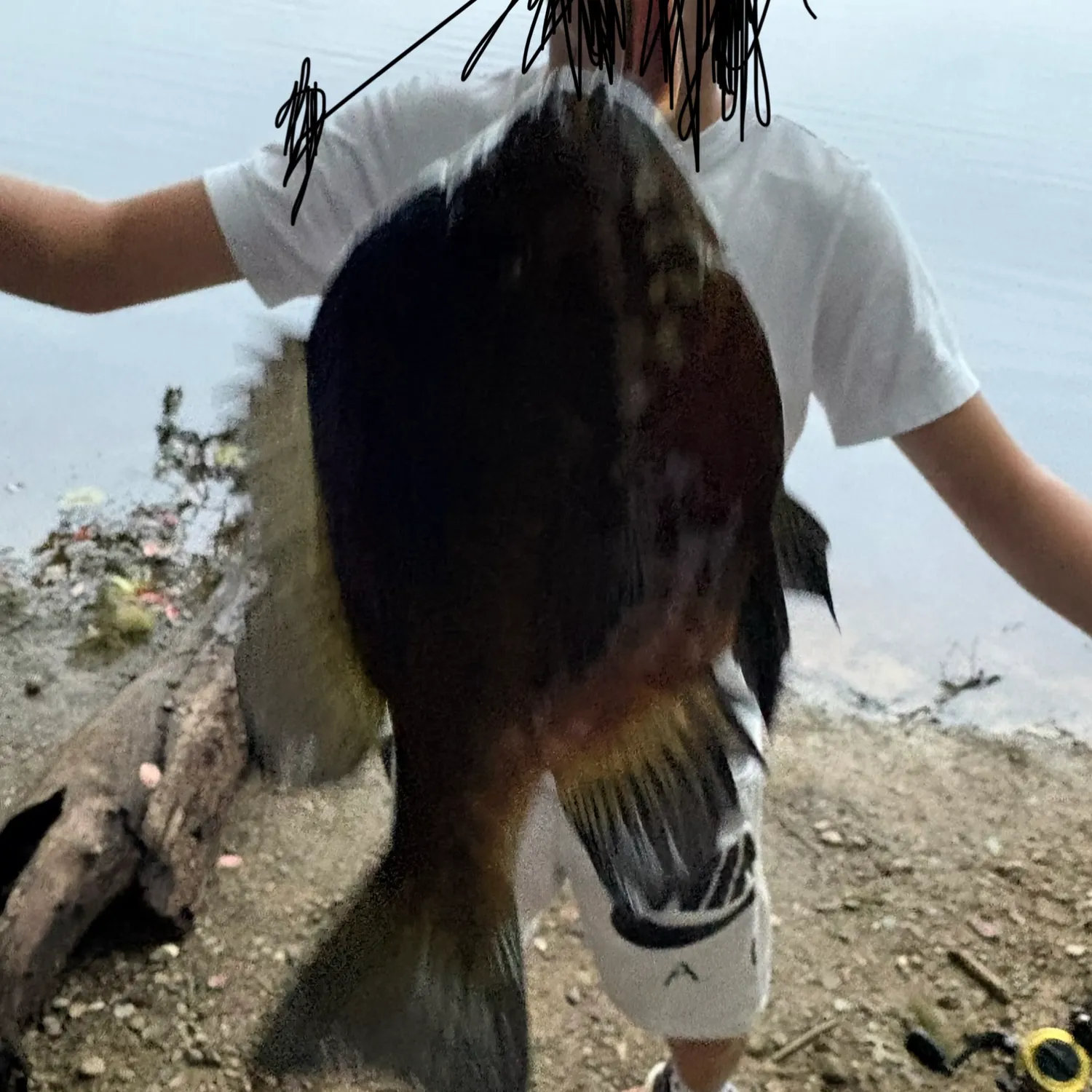 Bluegill caught on Fishbrain