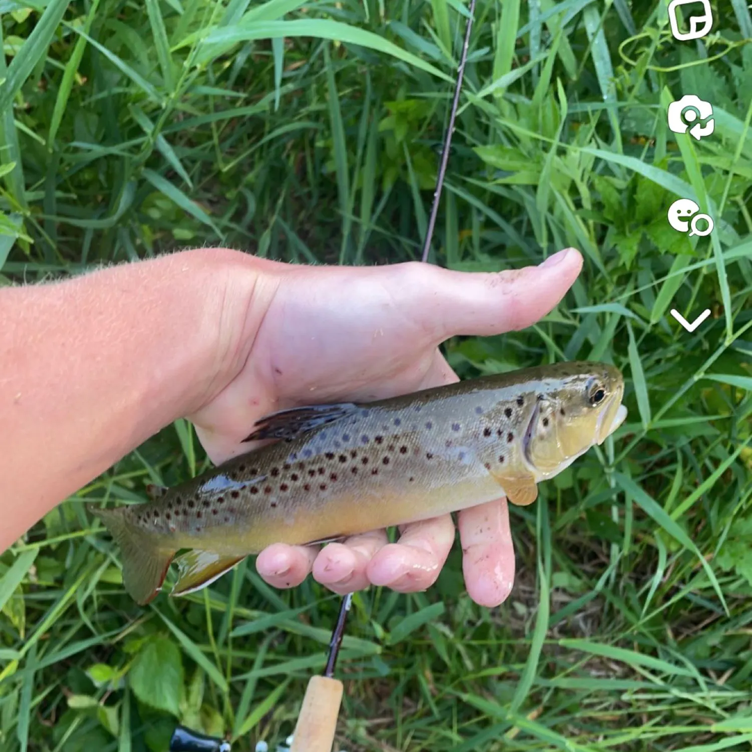 recently logged catches