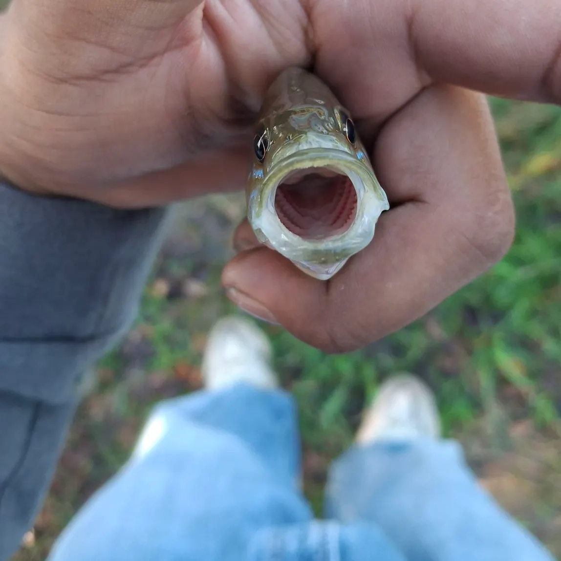 The most recent Pumpkingill hybrid catches on Fishbrain