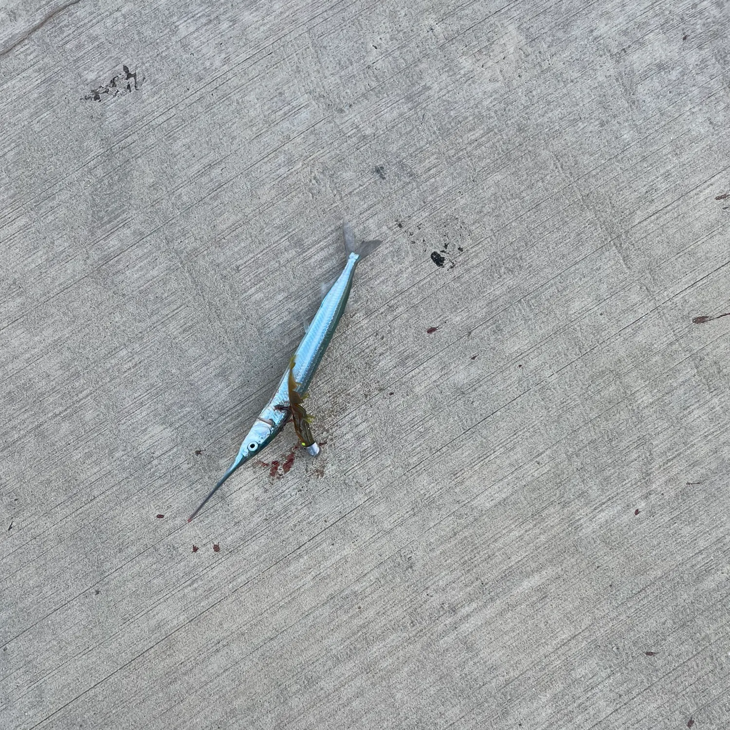 The most recent Blackbarred halfbeak catches on Fishbrain