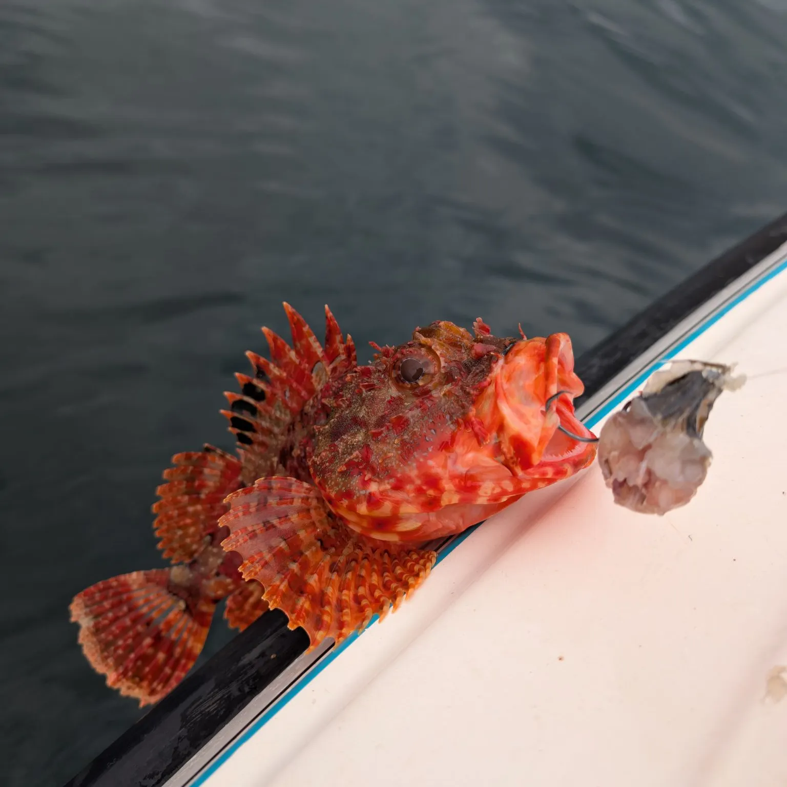 The most recent Eastern red scorpionfish catches on Fishbrain