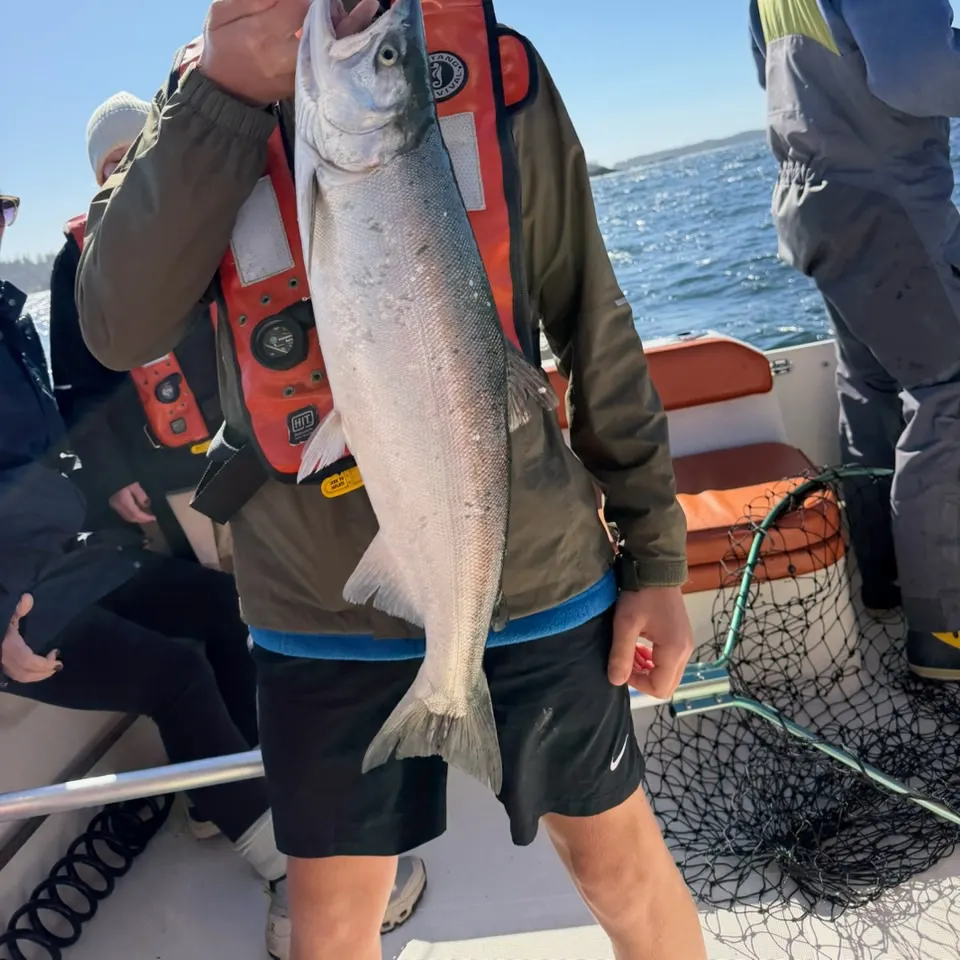 Coho salmon caught on Fishbrain