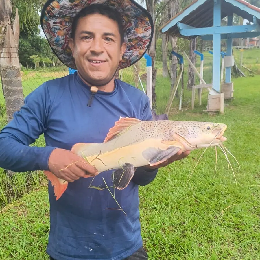 The most recent Redtail catfish catches on Fishbrain