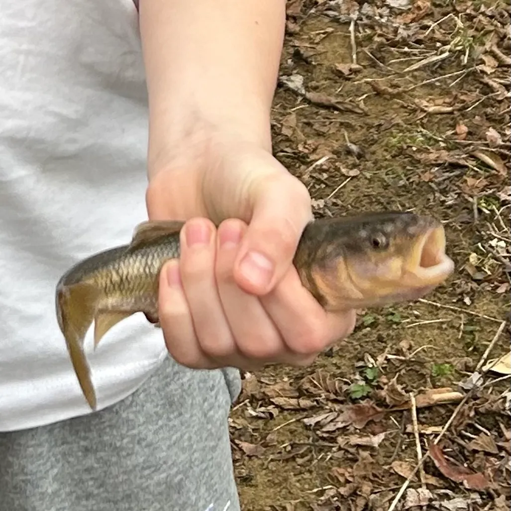 The most recent Hornyhead chub catches on Fishbrain