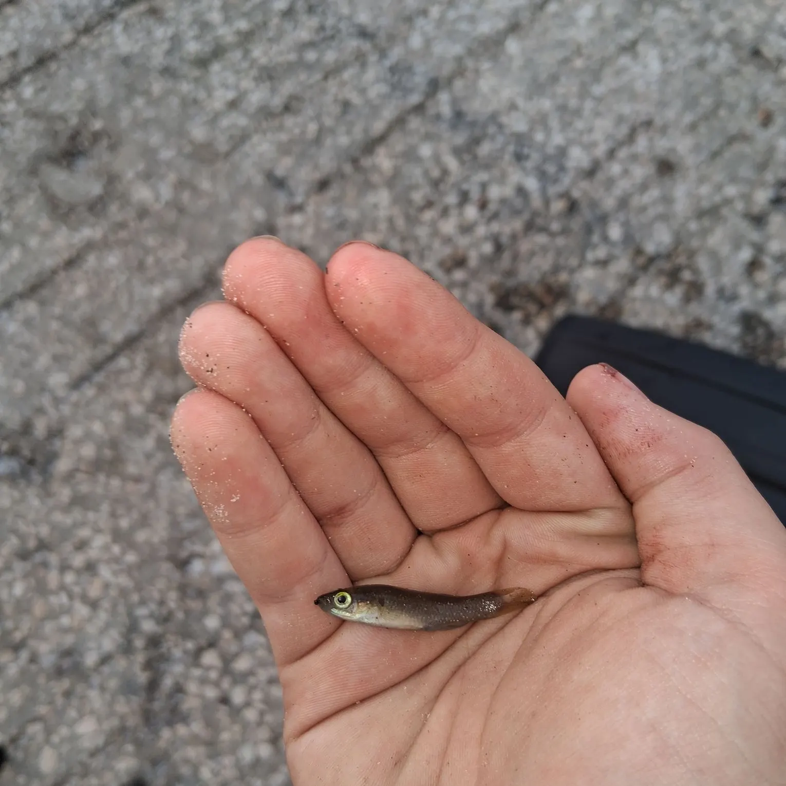 The most recent Golden topminnow catches on Fishbrain