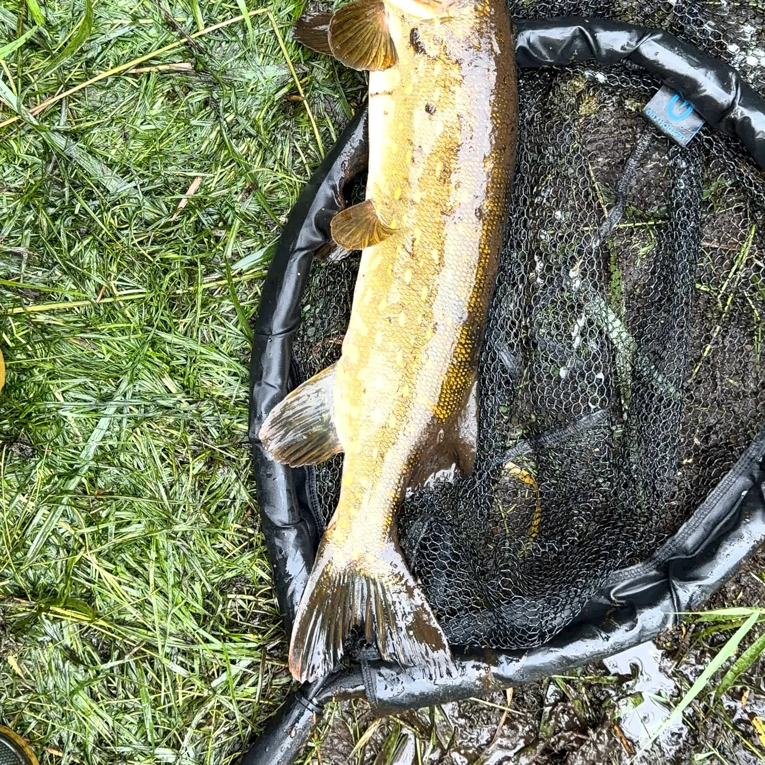 Northern pike caught on Fishbrain