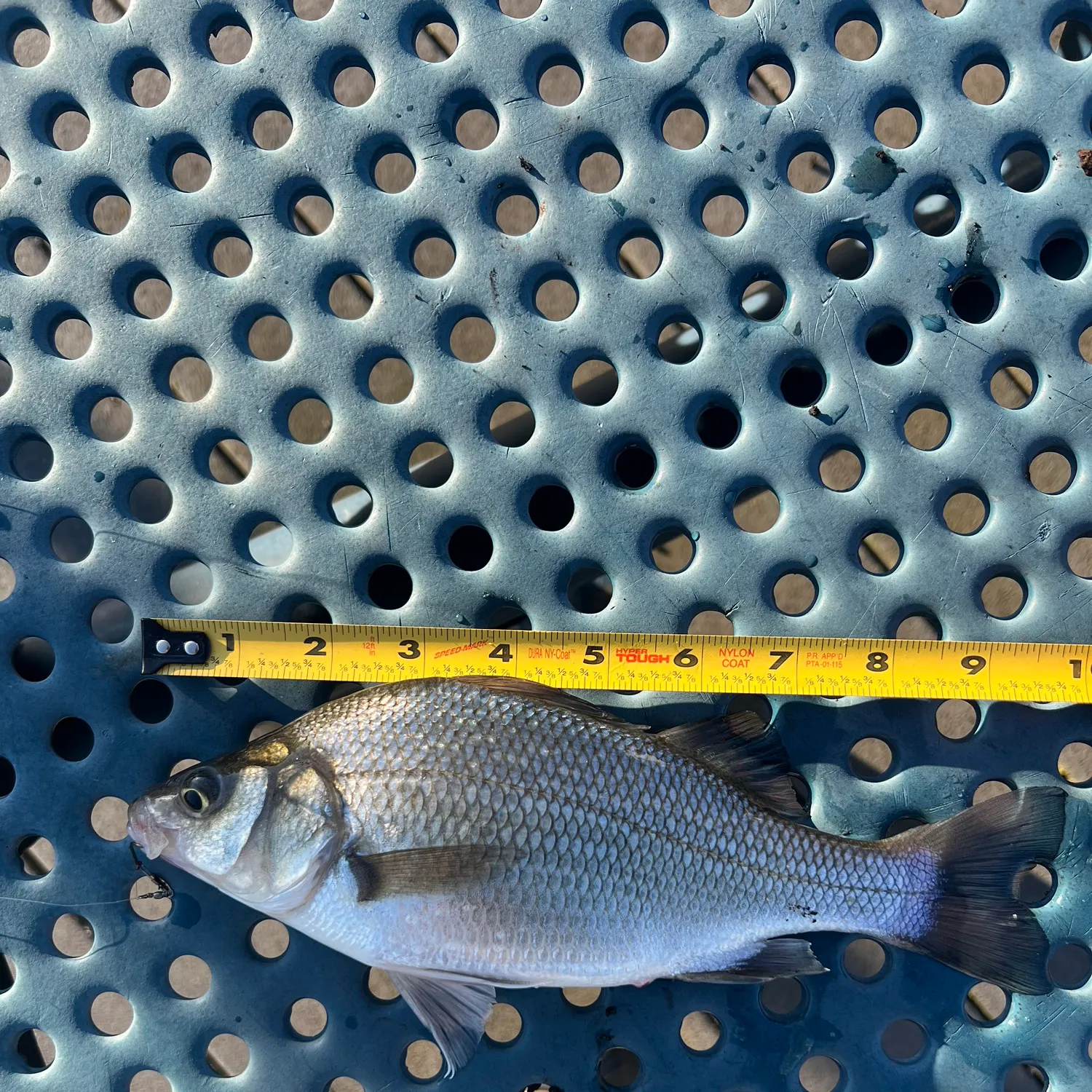 recently logged catches