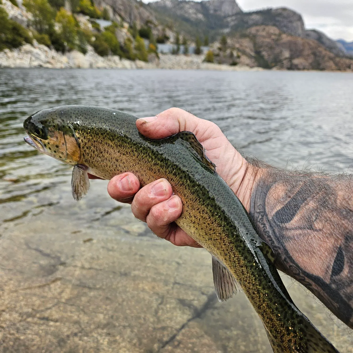 Rainbow trout caught on Fishbrain