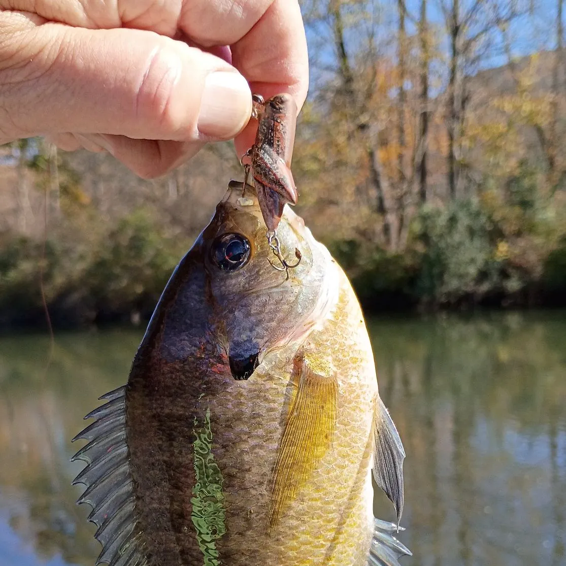 Bluegill caught on Fishbrain