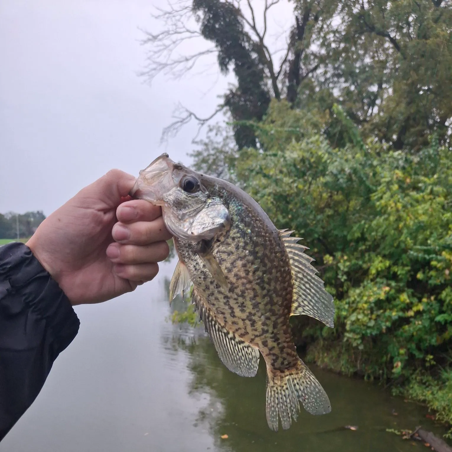 Black crappie caught on Fishbrain